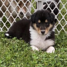 Collies from Julie Prostko