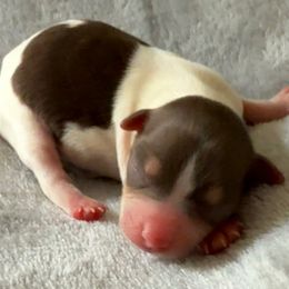 Girl 1 - Parti female Yorkshire Terrier puppy in Los Angeles, California from 818 Yorkies