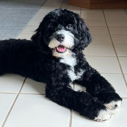 Cockapoo and Goldendoodle Puppies from Robbin's Treasures