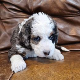 Aura - Merle female Bernedoodle puppy in Decatur, Georgia from So Adoodable