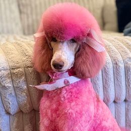 Poodles from Jill Room