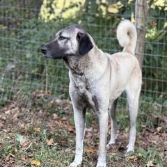 Lira - Kangal
