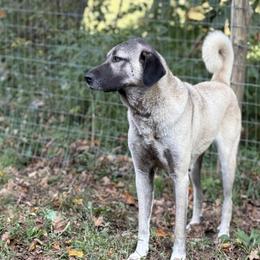 Lira - Kangal