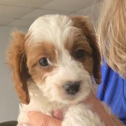 Rumi - Blenheim female Cavapoo puppy in Conklin, Michigan from Lake Michigan Couture Cavapoos & Cockapoos