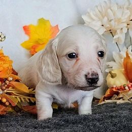 Ghosted - Cream male Dachshund puppy in Lakeland, Florida from Buckwild Doxies