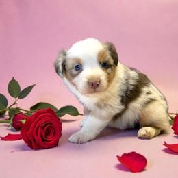 Indigo Jennings - Red merle female Australian Shepherd puppy in Statesville, North Carolina from Charming Australian Shepherds
