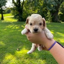 Hermione - Apricot female Cavapoo puppy in Lancaster, Missouri from Cavapoo Acres