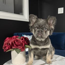 Timothy - Blue male French Bulldog puppy in Plano, Illinois from Velvet Fluffy Pups