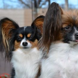 Papillons from Pulamimi