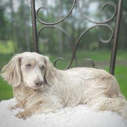 Alex - Dachshund