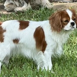 Avery - Cavalier King Charles Spaniel