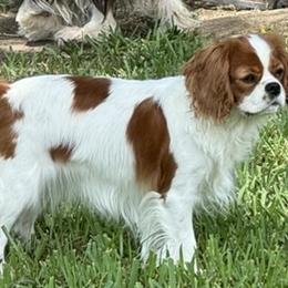 Avery - Cavalier King Charles Spaniel