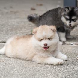 Havarti - Red and white male Pomsky puppy in San Mateo, California from The Pomsky Garden