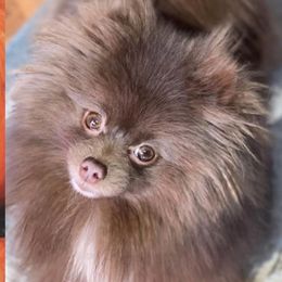 Pomeranian puppies from GTBBF Pomeranians