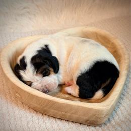 Earl - Black brown and white male Basset Hound puppy in Edmonton, Kentucky from RiverBottom Bassets