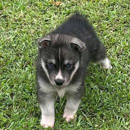Samson - Black and white male Siberian Husky puppy in Summerville, South Carolina from Carolina Husky Lodge