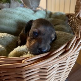 Dachshund Puppies from The Bloomin Dachshund