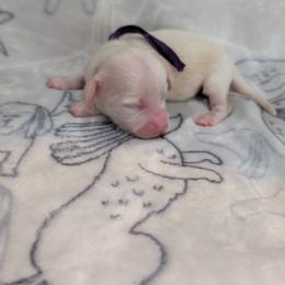 Purple Girl - Cream female Dachshund puppy in Cypress, California from Ferrario Dachshunds