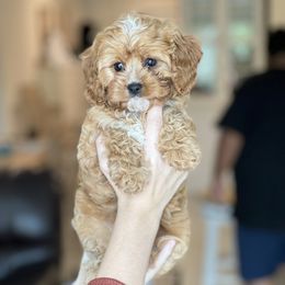 Cavapoo, Cockapoo, and Goldendoodle Puppies from Jolidoodles