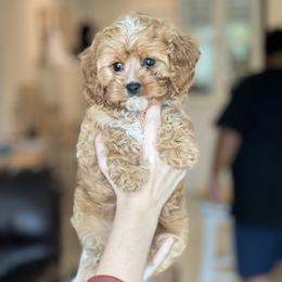 Cavapoo, Cockapoo, and Goldendoodle Puppies from Jolidoodles