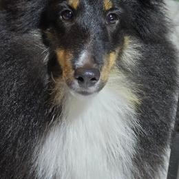 Marta - Shetland Sheepdog