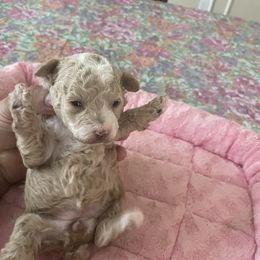 Pekingese and Poodle Puppies from Dogs lovers