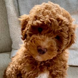 White - Red  female Poodle puppy in Alexandria, Virginia from Skye Chase Poodles