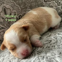 Honey - Parti female Yorkshire Terrier puppy in Forest, Virginia from Majestic Touch Kennels and Pet Services
