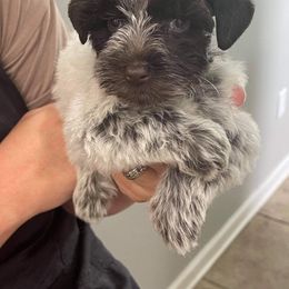 Miniature Schnauzer Puppies from Virgil Farms