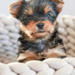 Yorkshire Terrier Puppies from Essence of Grace Yorkies