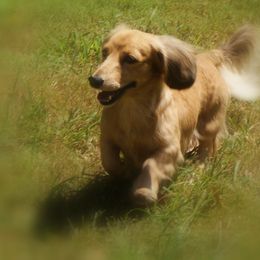 Dachshund All Grown Up from Garlin Miniature Dachshunds