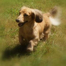 Dachshund All Grown Up from Garlin Miniature Dachshunds