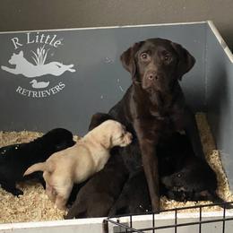 Labrador Retriever Puppies from R Little Retrievers
