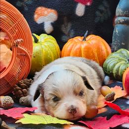 Gretel - Red merle female Miniature Australian Shepherd puppy in Gainesboro, Tennessee from Family Tradition
