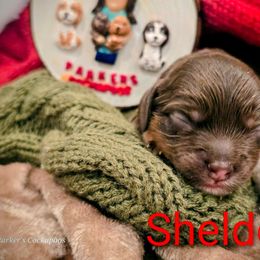 Sheldon - Brown and tan male Cockapoo puppy in Perry, Arkansas from Parker's Cockapoos
