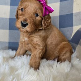 Tabby - Red female Labradoodle puppy in Galt, Missouri from Only Doodles!