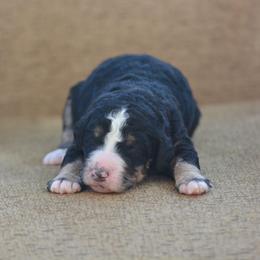 Orange collar male - Tri-color male Bernedoodle puppy in Scottsboro, Alabama from Dixie Land Doodles
