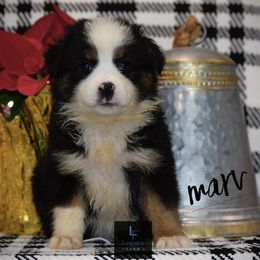 Marv - Australian Shepherd puppy from Legacy Farm