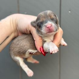 Versace - Sable female Pembroke Welsh Corgi puppy in East Oakdale, California from Rhettro Kennels