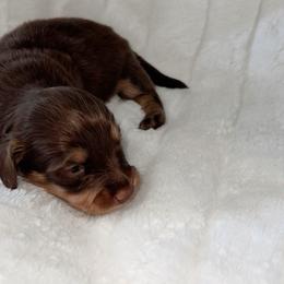 Fields - Chocolate and cream male Dachshund puppy in San Diego, California from Enchantables