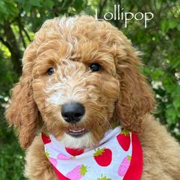 Lollipop - Red  female Poodle puppy in Williamsburg, Ohio from Iaroli’s  Small Standard Poodles