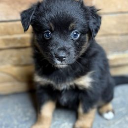 Hayride - Black tri female Toy Australian Shepherd puppy in Mc Lean, Illinois from Kickapoo Creek Toy & Mini Aussies