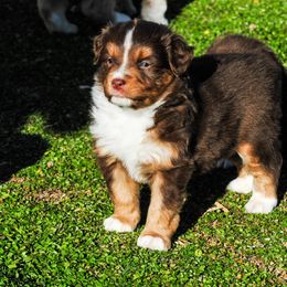Miniature Australian Shepherd Puppies from Rockin D Mini Aussies