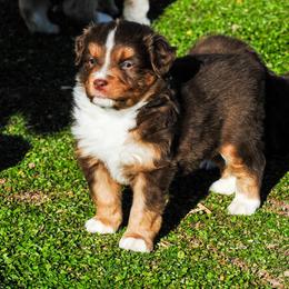 Miniature Australian Shepherd Puppies from Rockin D Mini Aussies