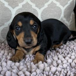 Piddles Girl 1 - Black and tan female Dachshund puppy in Joshua Tree, California from Desert Dreams Ranch