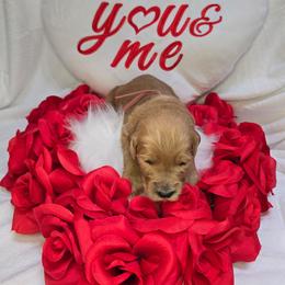 Polly - Apricot female Goldendoodle puppy in Georgetown, Tennessee from Georgetown Designer & Purebred Puppies