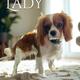 Lady