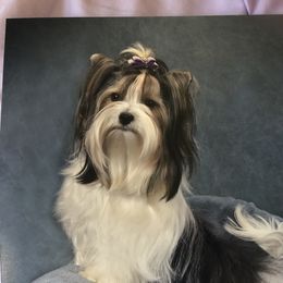 Roxxie - Biewer Terrier