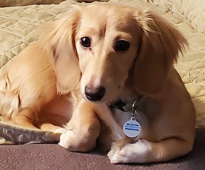 Terry's Dachshunds in Ohio Dachshund puppies Good Dog