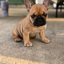 French Bulldog Puppies from Fulshear Frenchies